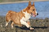 CORGI CARDIGAN 191
